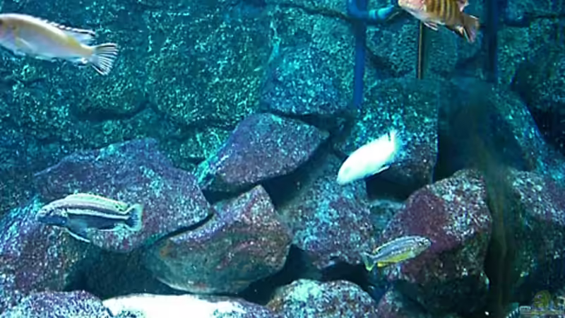 Update 26.12.2007 von Christian Dornieden (28)