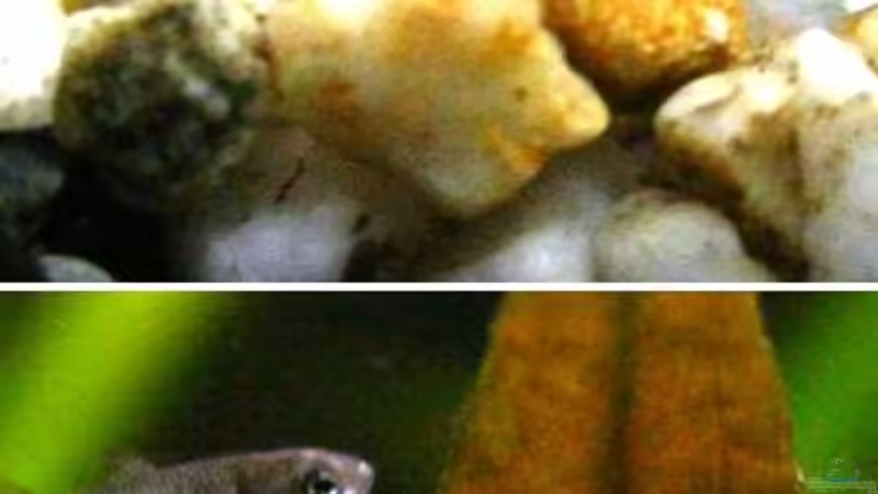 Update 27.02.2008 - habe gestern 2 Platy + 1 Blackmolly Junges entdeckt von Christoph904 (4)