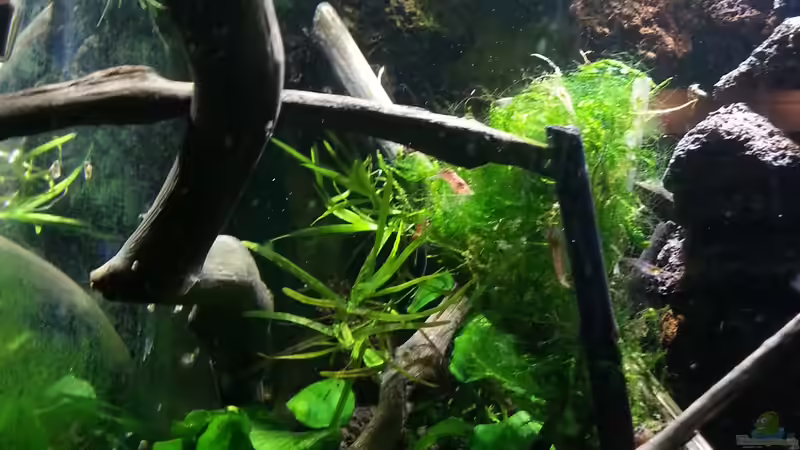 Update 28.02.16 Bepflanzung  von Zomic (19)