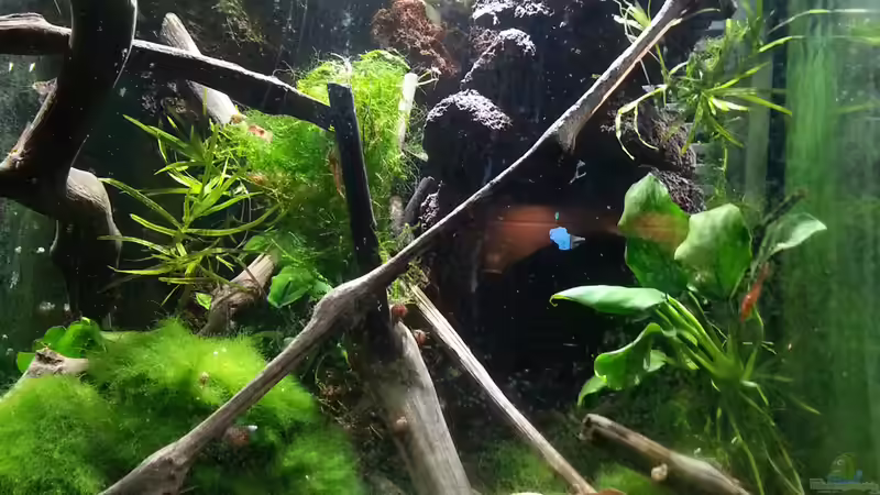 Update 28.02.16 von Zomic (16)