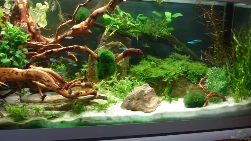 Update 28.06.14 - rechte Seite von Grünhexe (159)