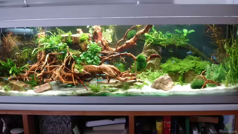 Update 28.06.2014 - Gesamtansicht von Grünhexe (158)