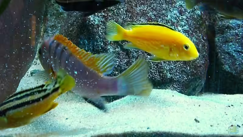 Update 28.12.2007 von Christian Dornieden (18)