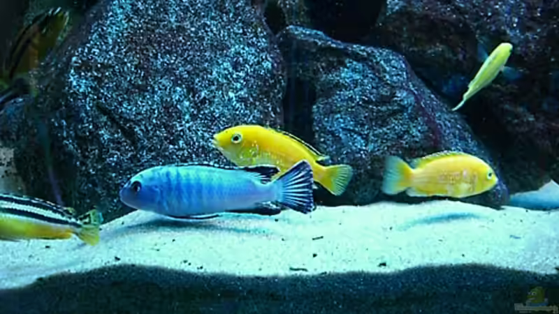 Update 28.12.2007 von Christian Dornieden (20)