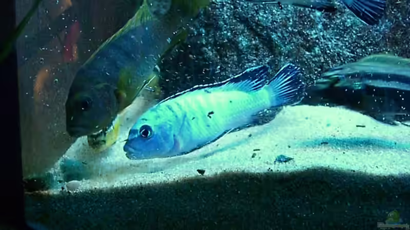 Update 28.12.2007 von Christian Dornieden (4)