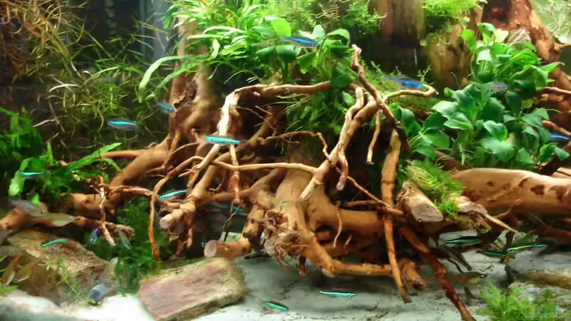 update 28.6.2014  von Grünhexe (155)