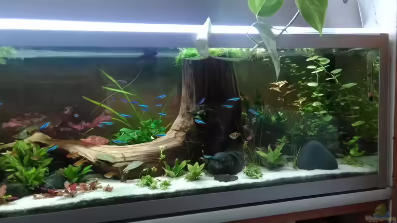 update 28.8.18 von Grünhexe (12)