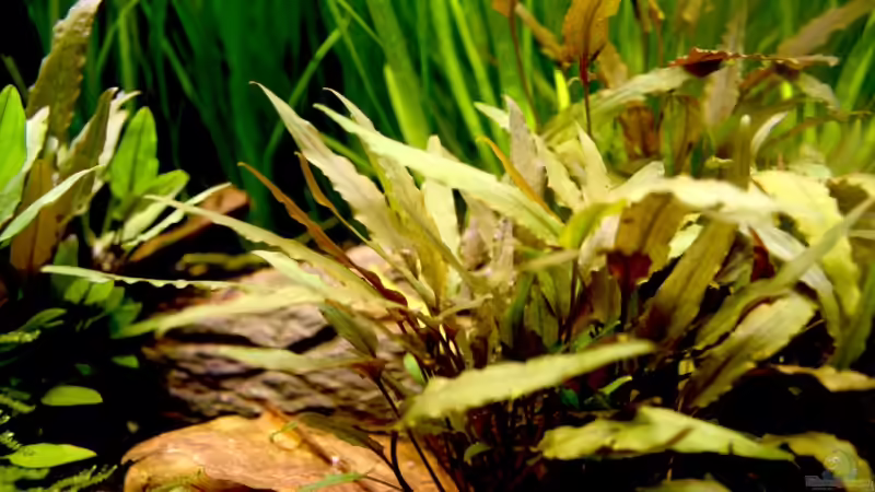 Update 29. September 2008 von Calexico (7)