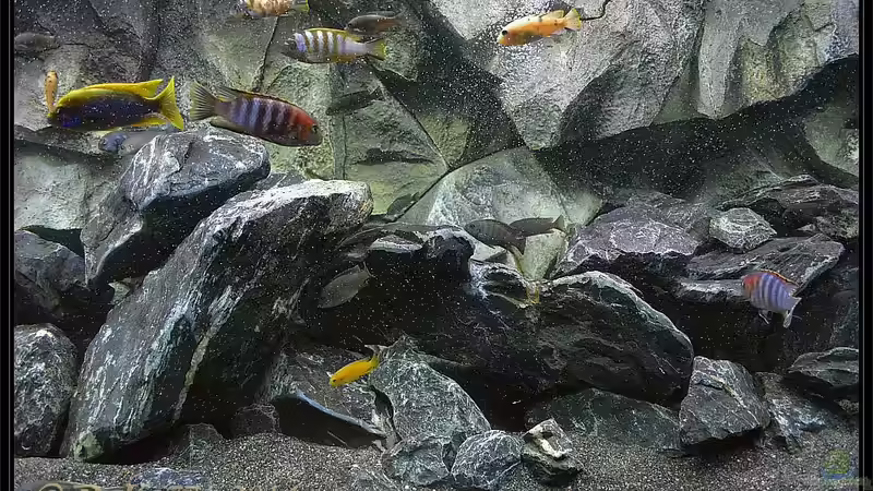 Update 29.05.2014  mit vollständigem Besatz von DaKo77 (10)