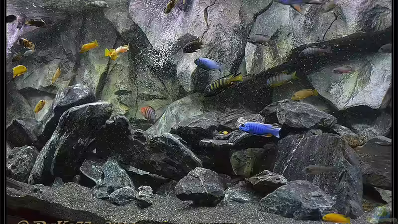 Update 29.05.2014  mit vollständigem Besatz von DaKo77 (12)