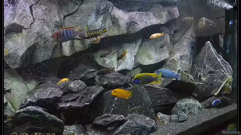 Update 29.05.2014  mit vollständigem Besatz von DaKo77 (13)