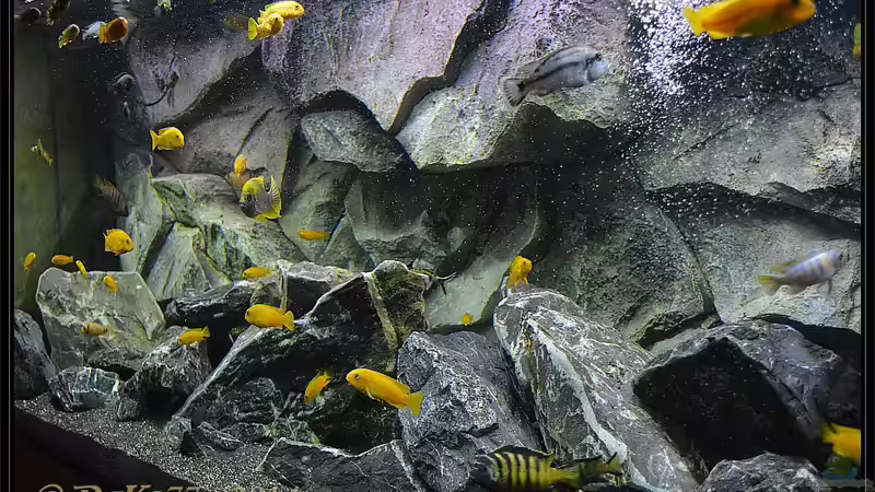 Update 29.05.2014  mit vollständigem Besatz von DaKo77 (8)