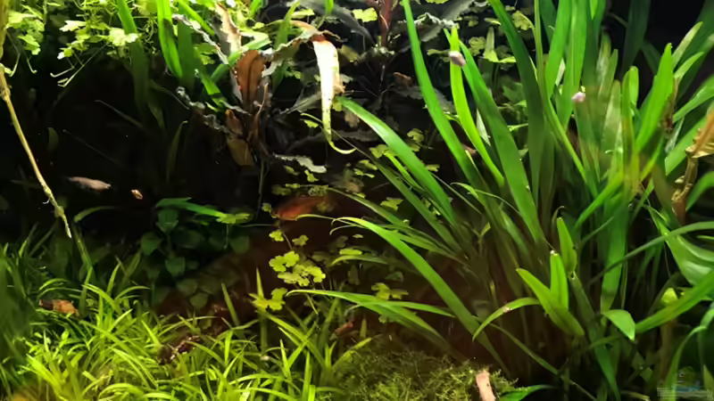 Update 30.12.18 von Der Nicky (4)