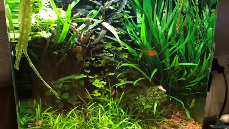 Update 30.12.18 von Der Nicky (5)