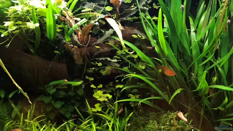 Update 30.12.18 von Der Nicky (7)