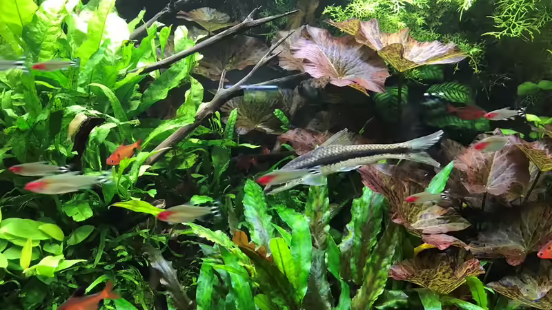 Update 30.12.18 von Der Nicky (83)