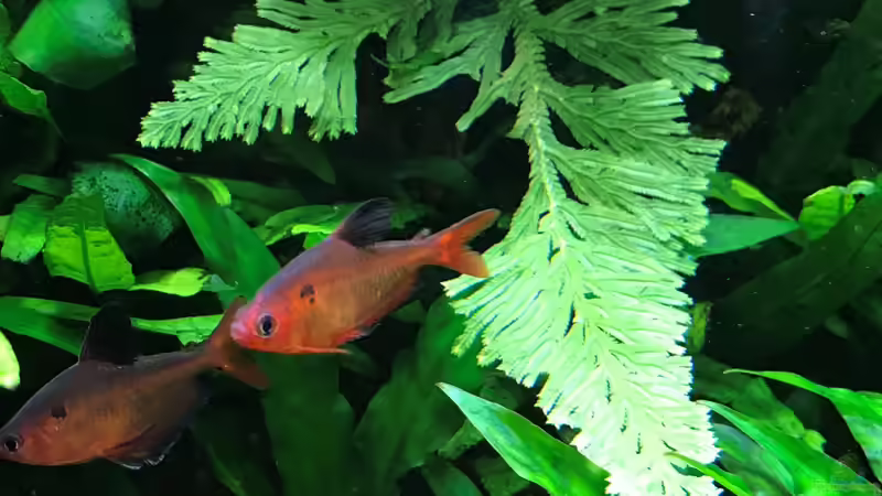 Update 30.12.18 von Der Nicky (85)