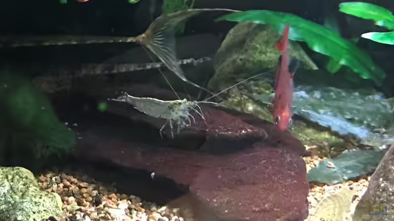 Update 30.12.18 von Der Nicky (86)