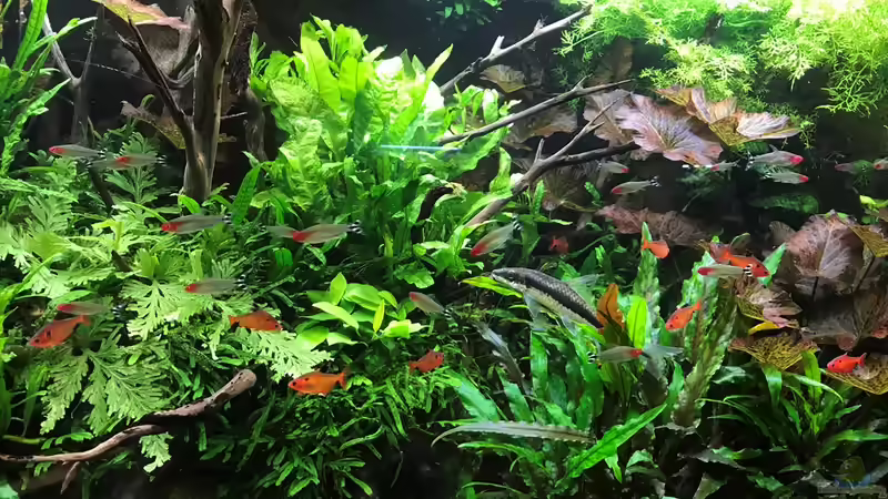 Update 30.12.18 von Der Nicky (87)