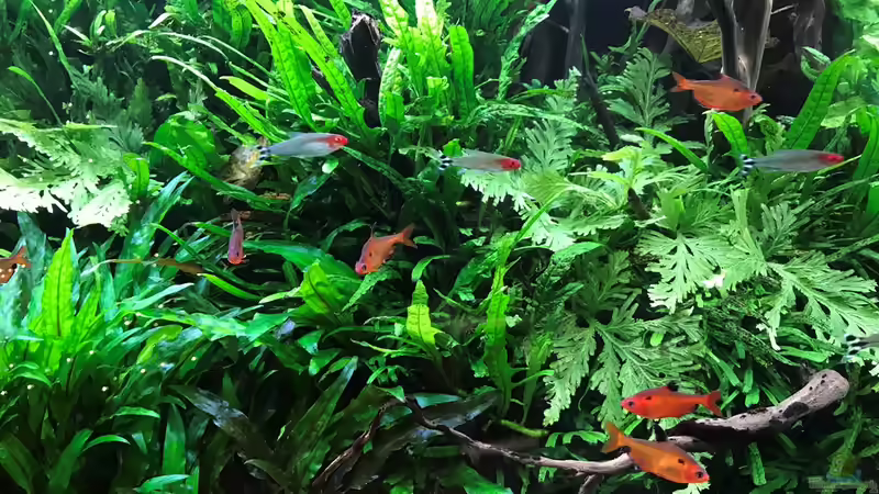 Update 30.12.18 von Der Nicky (88)