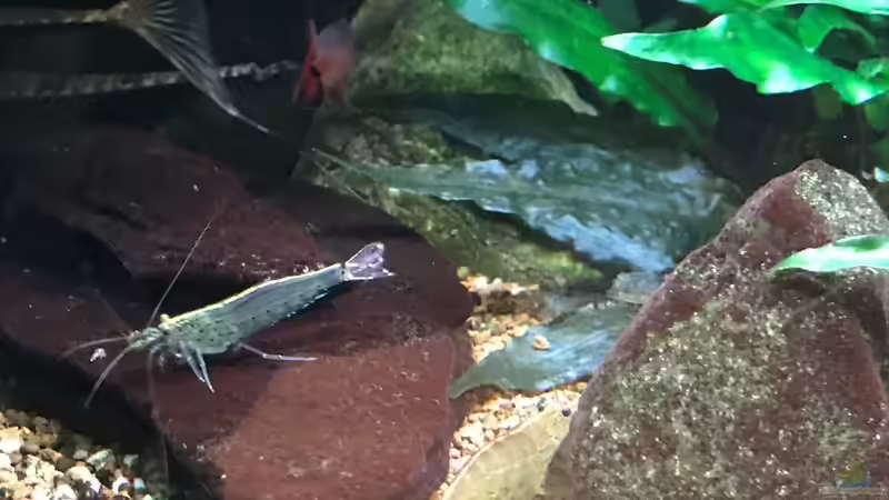 Update 30.12.18 von Der Nicky (89)