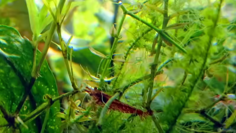 Update 31.02.2019 von Mike Steidl (9)