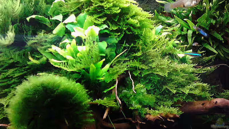 Update 31.05.2015 von Grünhexe (97)