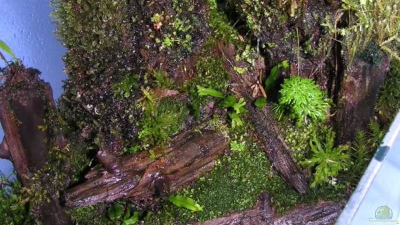 Update 4.2.2011, mit mehr moos! von Bojo (13)