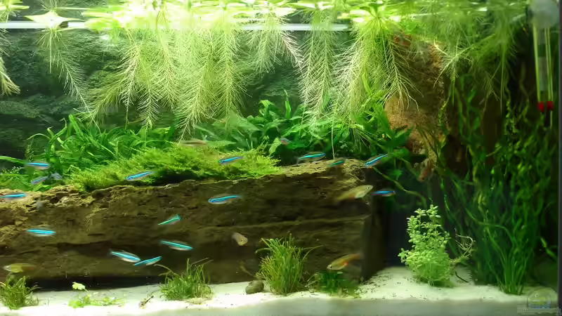 Update am 12.5.2014 von Grünhexe (115)