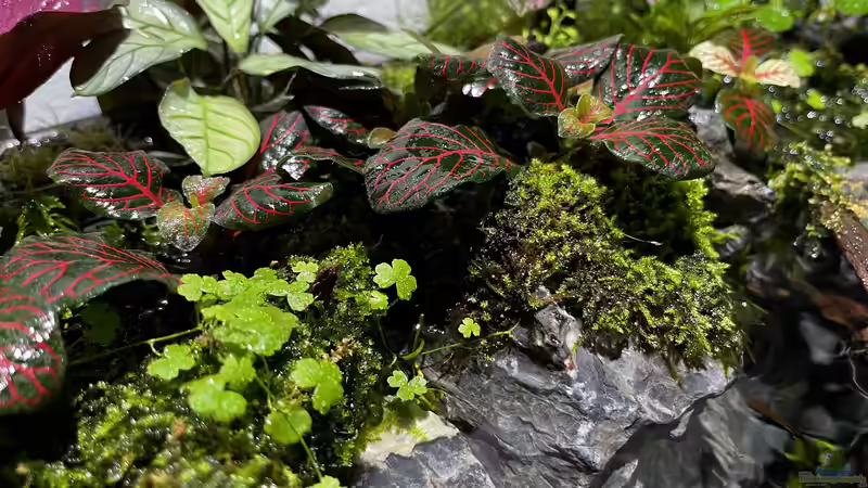 Update am 15.04.23 von CzudemP (24)