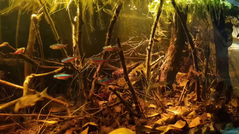 Update im Aquarium von Rainooo (33)