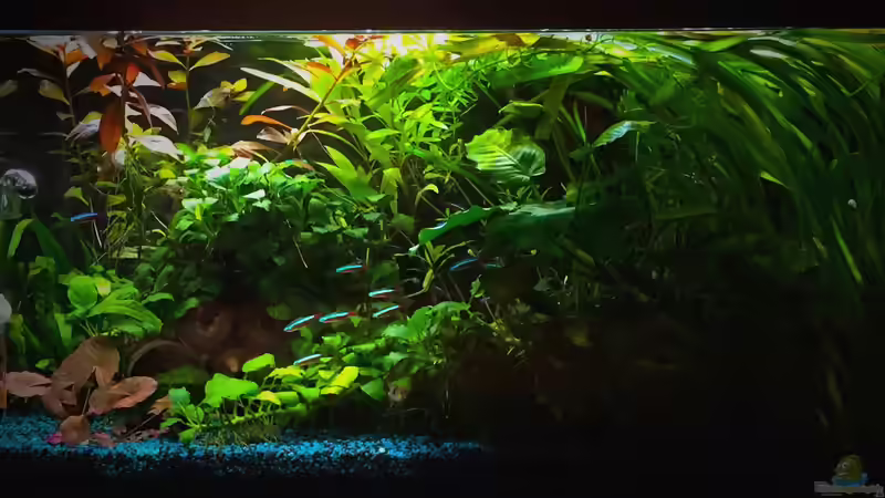 Update_Jan16 von Yasmine (10)