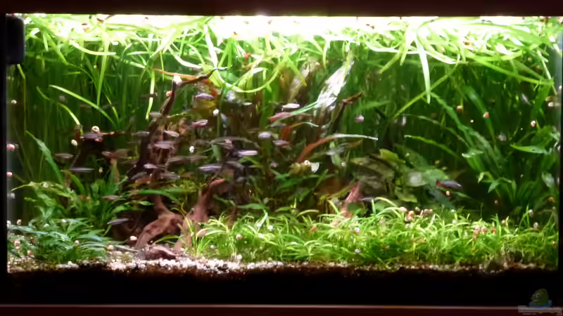 Update März 2019 mit veränderter Bepflanzung nach dem Gärtnern von Summse (2)