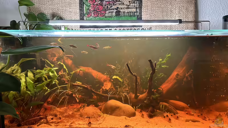 Update mit neuen Pflanzen  von Thilo (4)