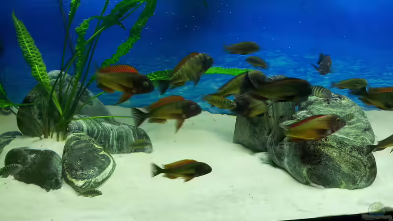 Update mit NZ von Marcus_mck (19)