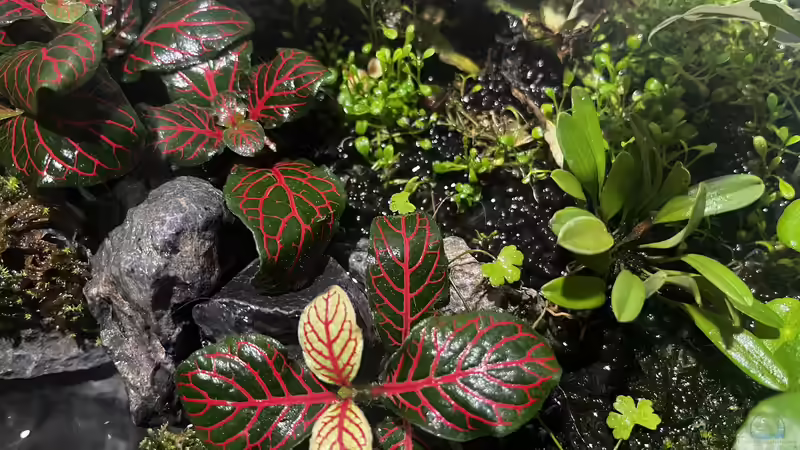 Update nach ca. drei Wochen von CzudemP (18)