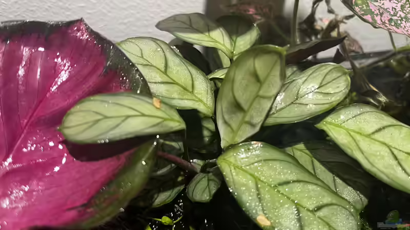 Update nach ca. drei Wochen von CzudemP (19)