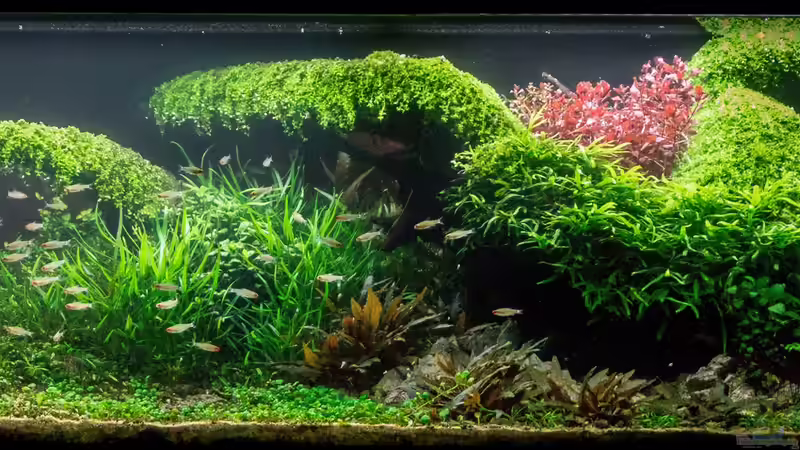 Update nach zwei Jahren Laufzeit von Fredo Fuss (1)