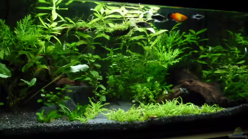 Update vom 13.05.2013 von AquaNRW (6)