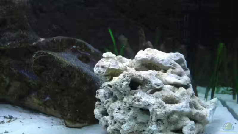 Update vom 17.05.08 (Spaghetti-Stein) von Oliver Knönagel (9)