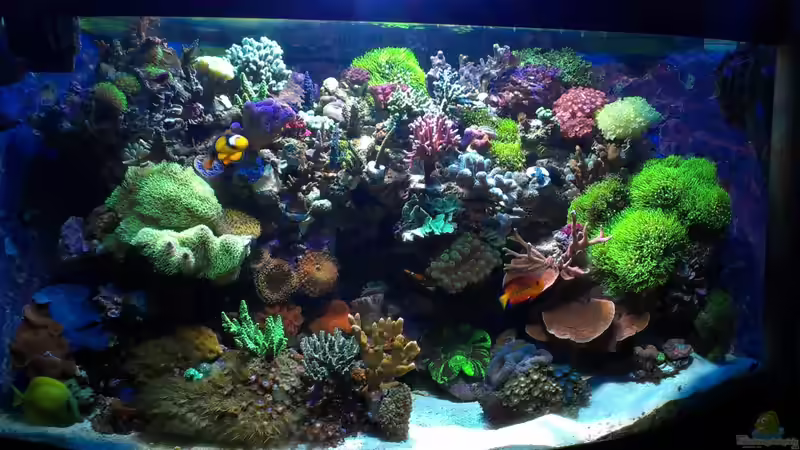 Update vom 19.02.13 von Jens Mühlenbeck (1)