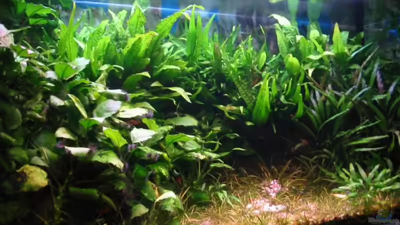 Update vom 22.01.2006 von Toni Habich (2)