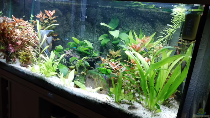 update von Chinese Inai (16)