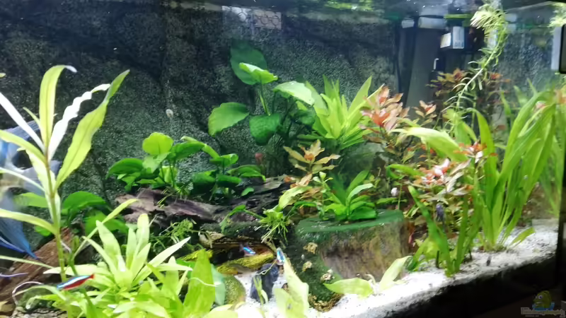 update von Chinese Inai (23)