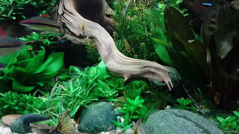 Updates 17.1.2015 - Sturisoma festivum von Grünhexe (206)