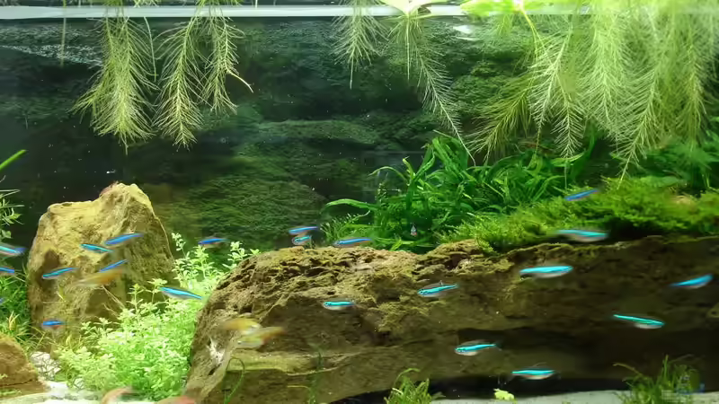 Updates am 12.5.2014  von Grünhexe (116)