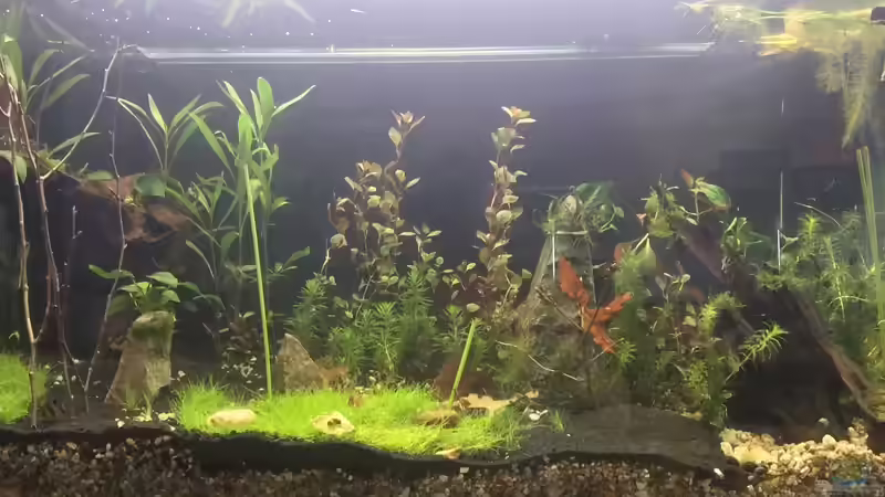 Upgrade 4.4.2020 Becken gesamt  von Paule ´s Beckenbauer (2)