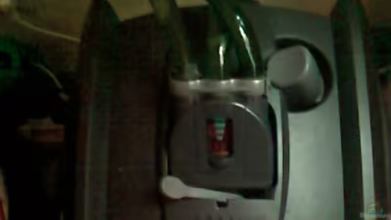 ups hab hier weniger zu tun als bei den Schildkröten von Carmen Bernhardt (14)