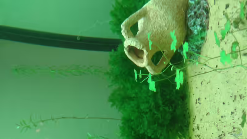 ups ich muss es drehen... von er1301 (21)