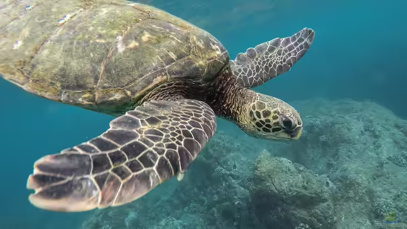 Urlaub am Great Barrier Reef - Ein Lebenstraum für Aquarianer